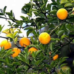 citronovník trojlisty_poncirus trifoliata_02